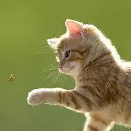 cat pics for dp